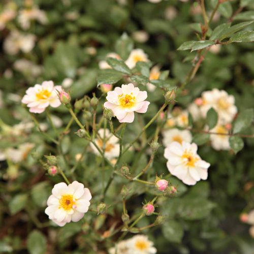 Rosa - blanco - Árbol de Rosas Miniatura - rosal de pie alto- forma de corona compacta